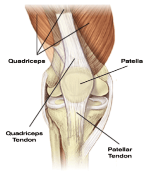Quadeiceps, Motion Works Physiotherapy Stittsville, Stittsville