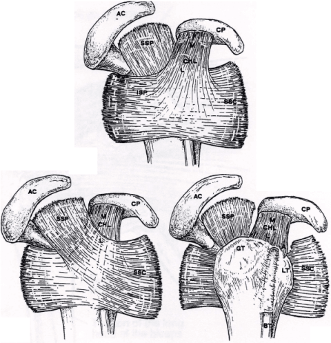 Rotator Cuff